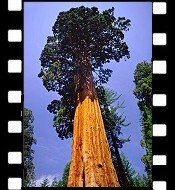 Sequoia National Park