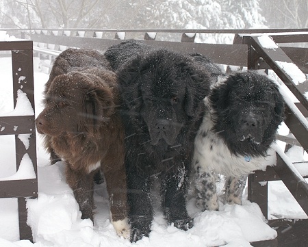 Three Newfies In Snow