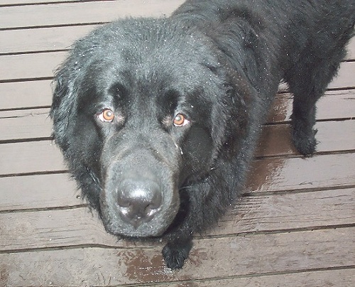 Wet Newfie